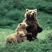 Alltrans Grayline National Park Tours - Join us for a relaxing day of sightseeing in Grand Teton National Park. Tours narrated by professional guides trained in ecology, geology & history of the park. Book today!