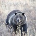 BrushBuck Wildlife and Scenic Tours - Providing quality, private wildlife and scenic tours in Yellowstone & Grand Teton National Parks. Enjoy public or private tours, multi-day and combination tours.
