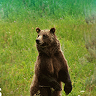 Wildlife Expeditions - Sunrise Expeditions