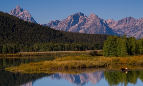 Grand Teton NP Snake River Moose