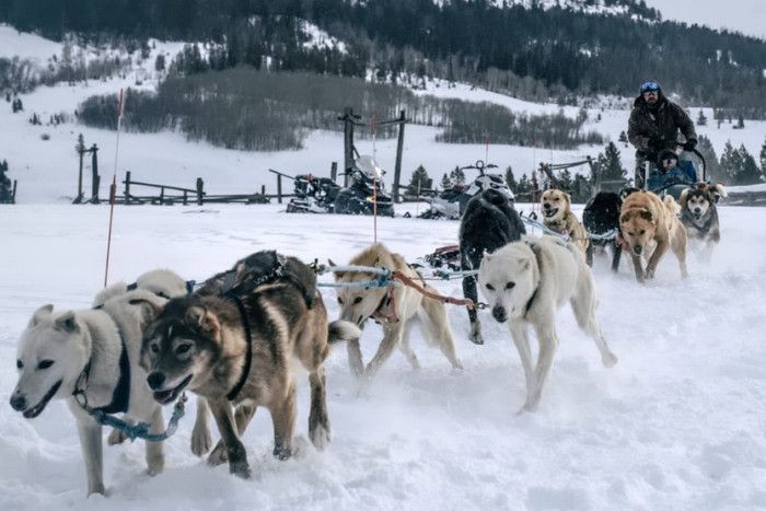 Continental Divide Dog Sled Adventures — Dubois, WY