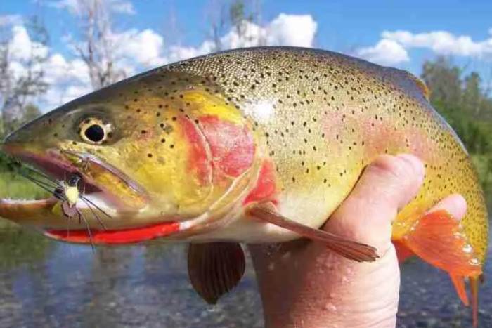 Fish The Fly — Jackson, WY
