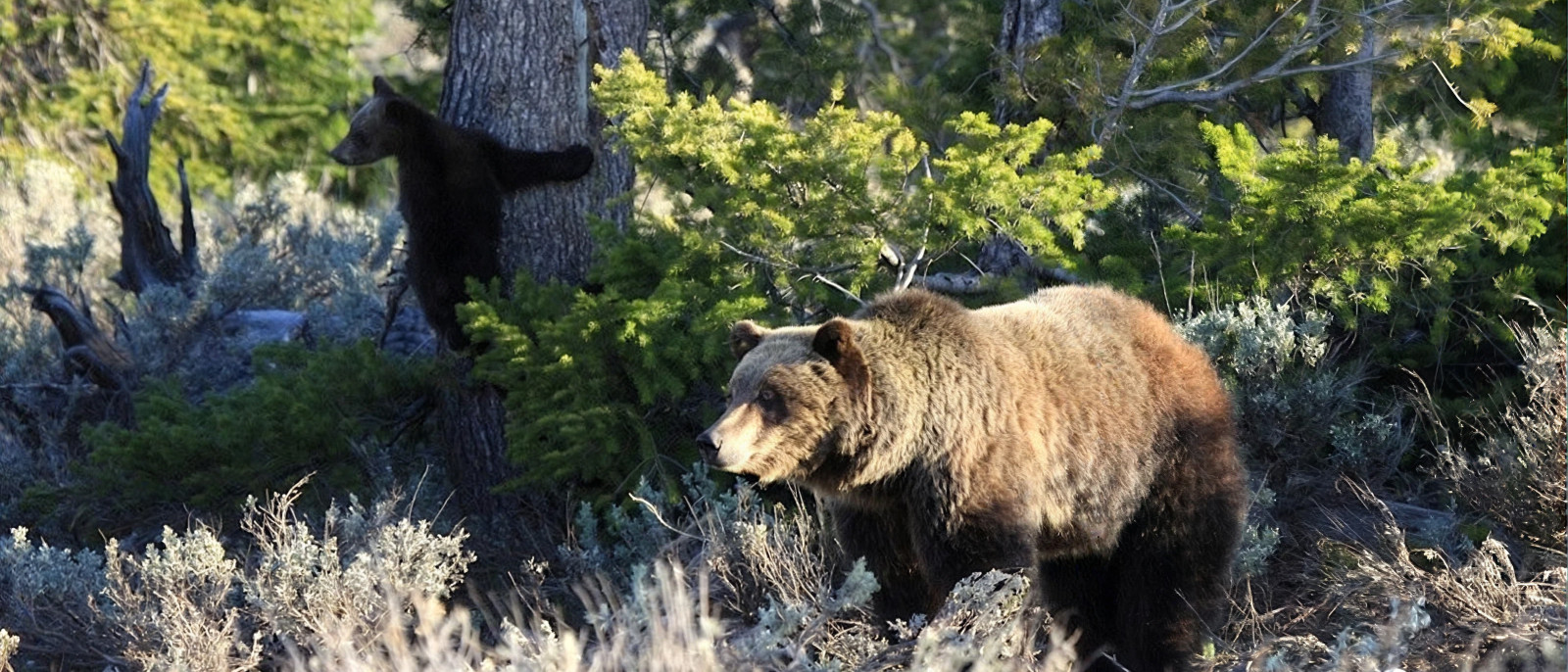 National Park Safaris.