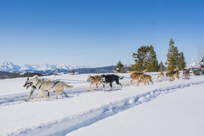 Continental Divide Dog Sled Adventures — Dubois, WY