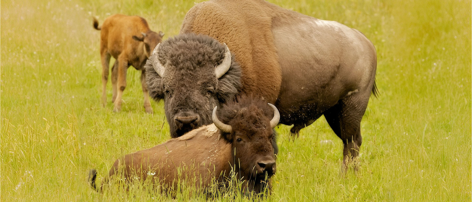 Jackson Hole Wildlife Tours Jackson Hole Eco Tour Adventures offers a variety of wildlife viewing in the Jackson Hole, Grand Teton, and Yellowstone Ecosystems. Eco Tour Adventures focuses on creating a sustainable touring business to help protect the wild nature of our environment.