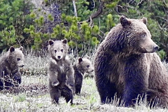 Teton Wilderness Tours LLC — , 