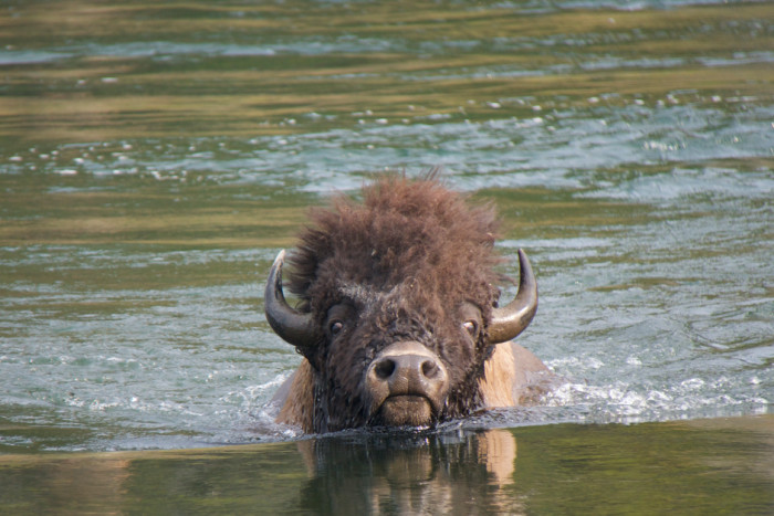 Teton Wilderness Tours LLC — , 