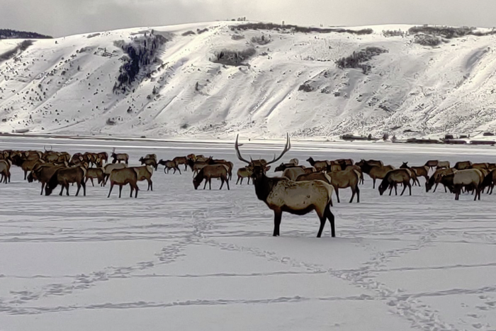 Great Western Expeditions — Jackson, WY