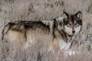 Guides of Jackson Hole | Teton Nature Experts