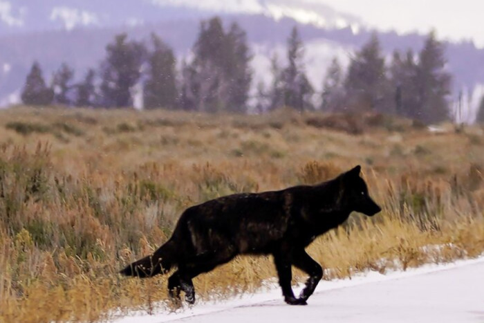 Guides of Jackson Hole — Jackson, WY