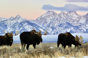 Guides of Jackson Hole