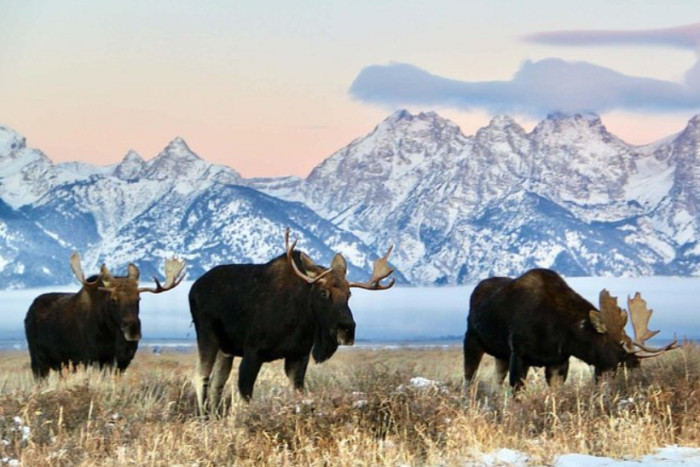 Guides of Jackson Hole — Jackson, WY