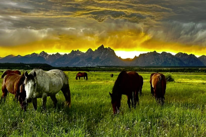 Triangle X Ranch — Grand Teton Park, WY
