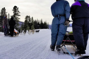 Jackson Hole Iditarod Sled Dog Tours