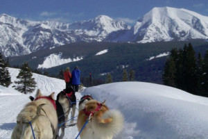 Jackson Hole Iditarod Sled Dog Tours