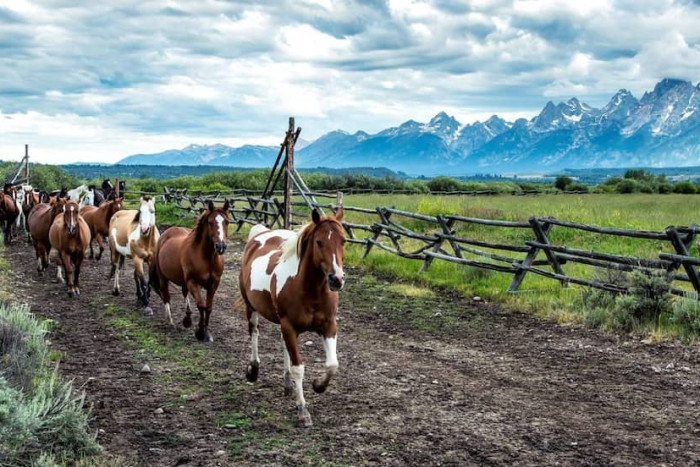 Moose Head Ranch — Moose, WY