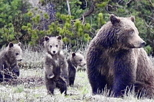 Teton Wilderness Tours - multiday outdoor pkgs