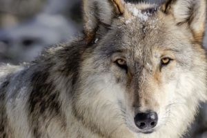 Outdoor Adventures Yellowstone Wolf Safari