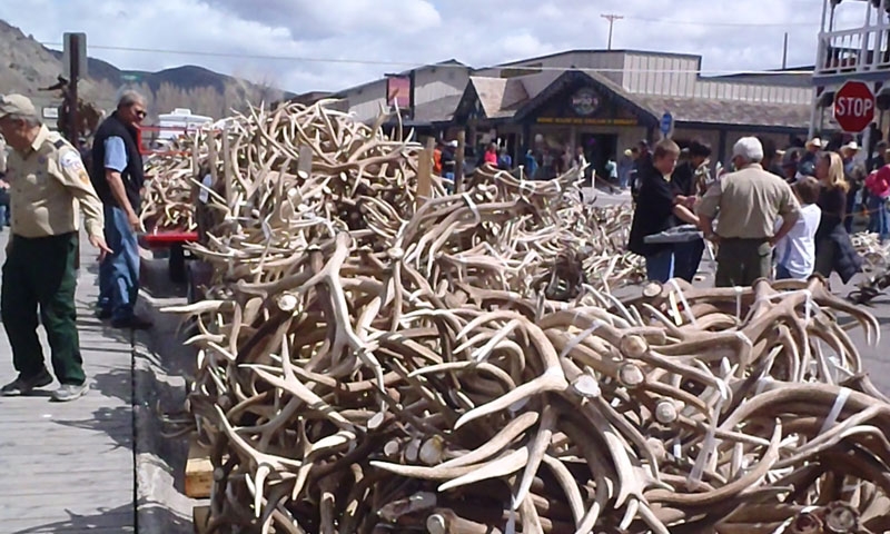 Elk Fest and Antler Auction in Jackson Wyoming
