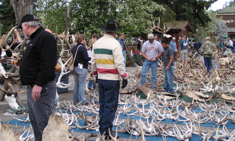 Elk Fest and Antler Auction in Jackson Wyoming