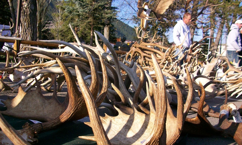 Elk Fest and Antler Auction in Jackson Wyoming