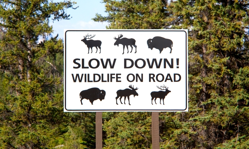 Scenic Drive Grand Teton National Park Wildlife