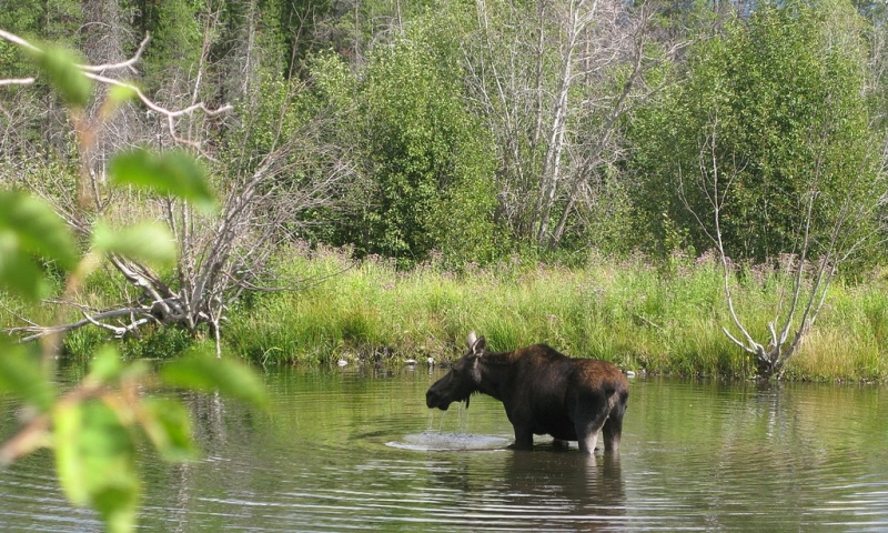 Moose Wilson Road in Wyoming