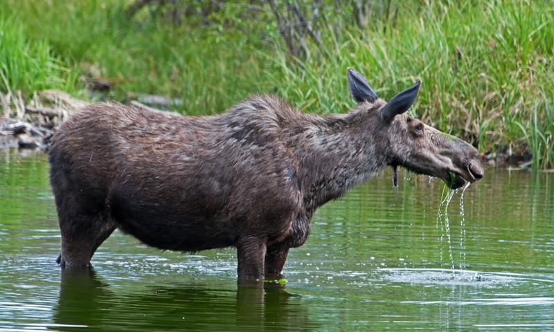 Moose along Moose Wilson Road in Wyoming