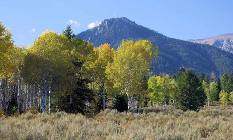 Moose Wilson Road in Wyoming
