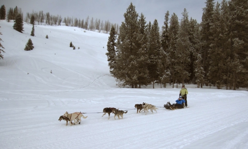 Dog Sled Sledding Granite Canyon