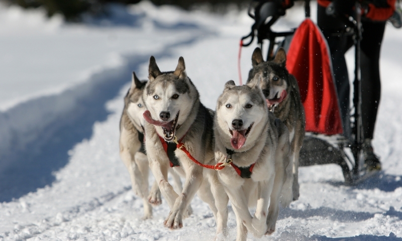 Dog Sled Sledding