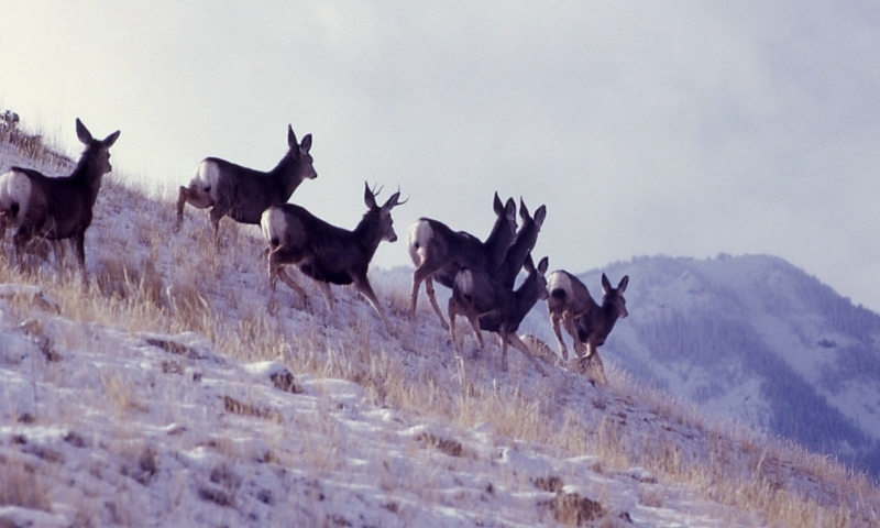Mule Deer Wildlife