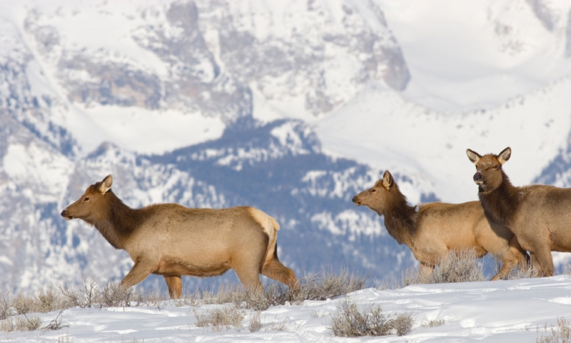 Elk Wildlife Grand Teton National Park Winter