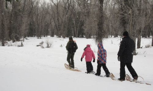 Snowshoe Walks