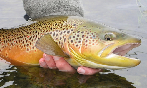 Fishing