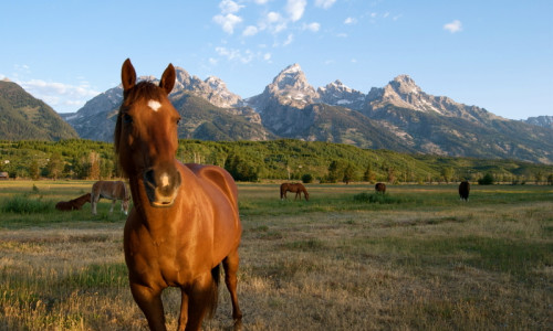 Horseback Riding