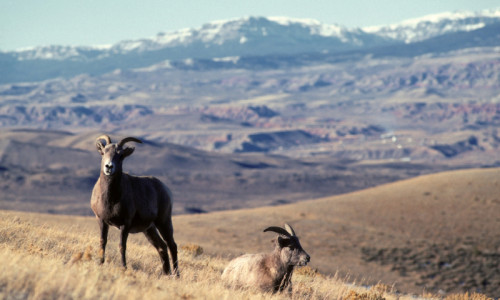Dubois Wyoming