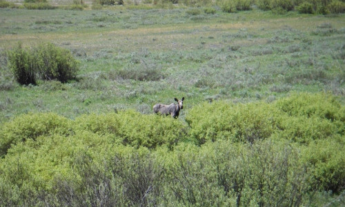 Moose Wyoming