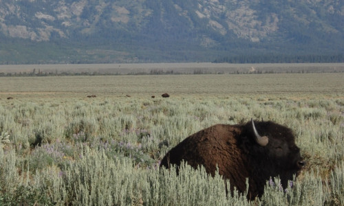 Kelly Wyoming & Antelope Flats