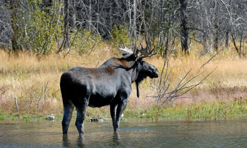 Moose Wilson Road