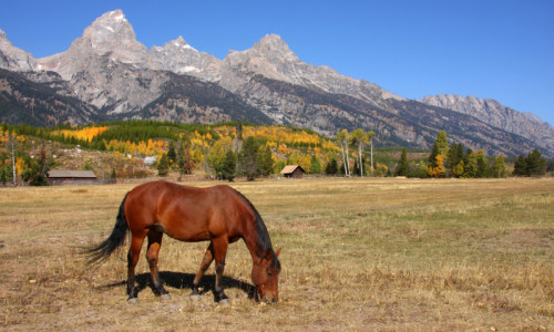 Horse Pack Trips