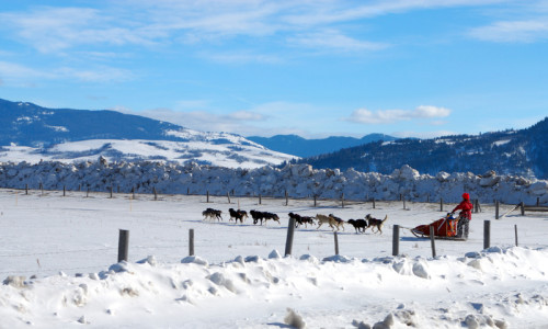 Dog Sledding