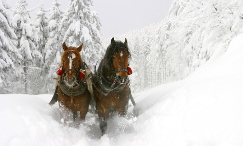 Sleigh Rides